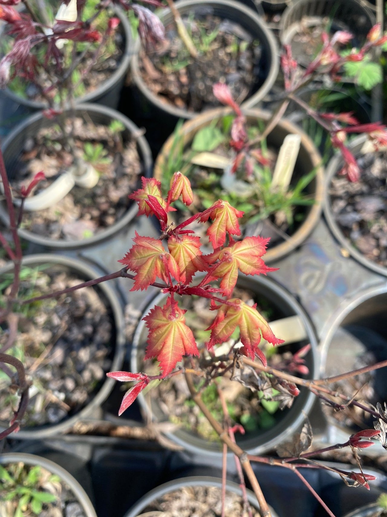 Acer palmatum 'Firefly' Reticulated Japanese Maple - Maple Ridge Nursery