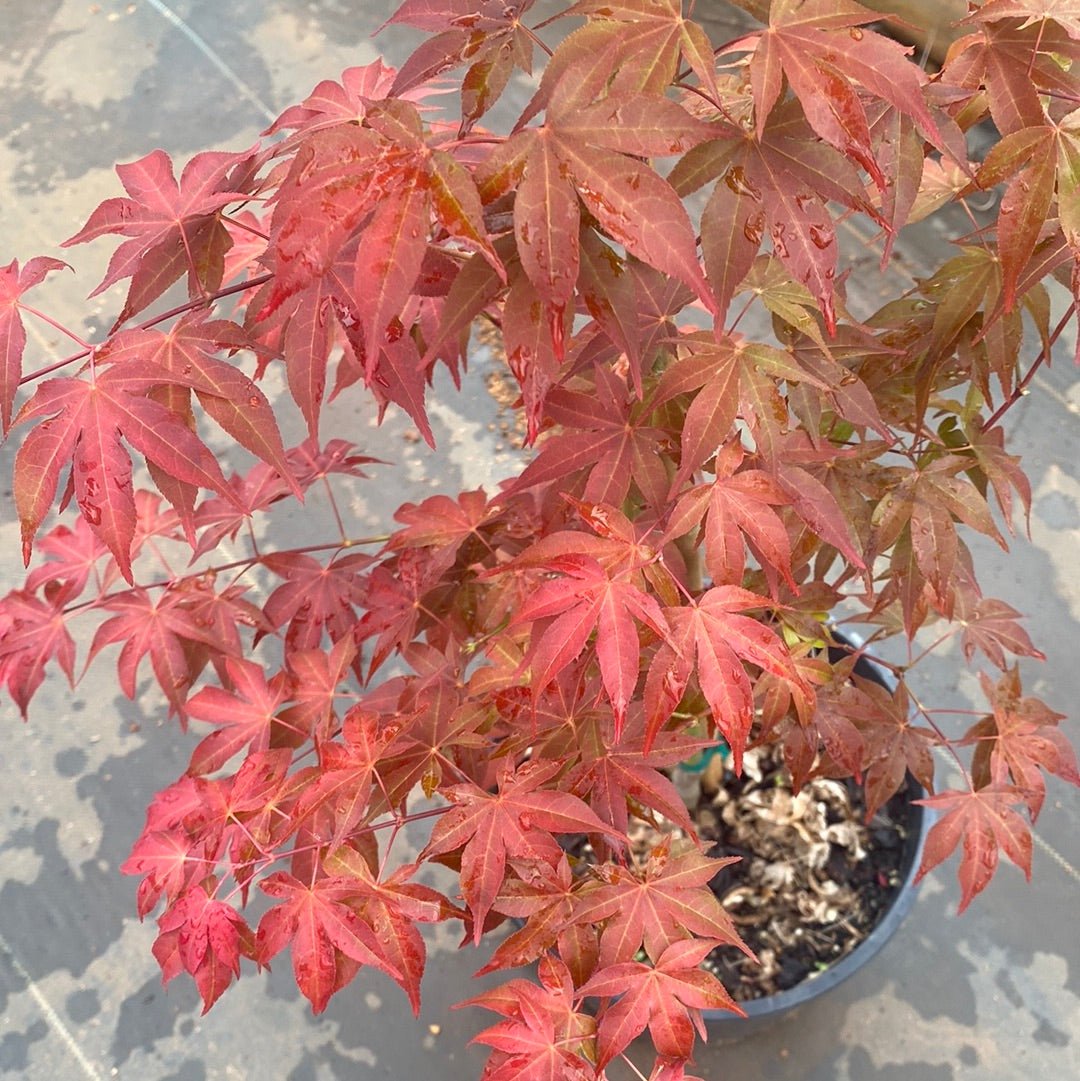 Acer palmatum 'Gable's Glory' Color Changing Japanese Maple (Pre-Order) - Maple Ridge Nursery