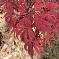 Thumbnail for Acer palmatum 'Geisha Gone Wild' Variegated Japanese Maple (Pre-Order) - Maple Ridge Nursery