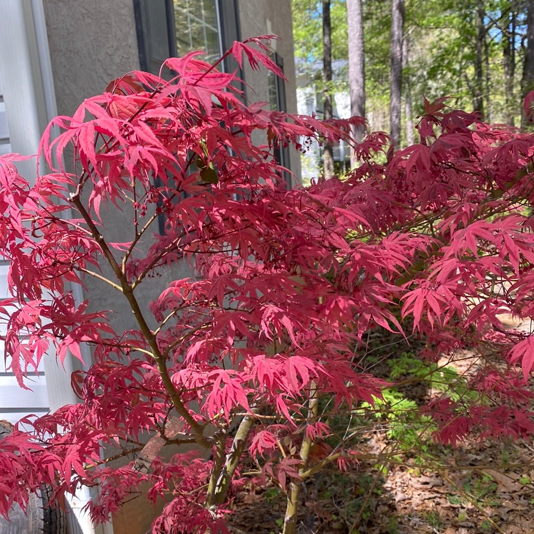 Acer palmatum 'Geisha Gone Wild' Variegated Japanese Maple (Pre-Order) - Maple Ridge Nursery