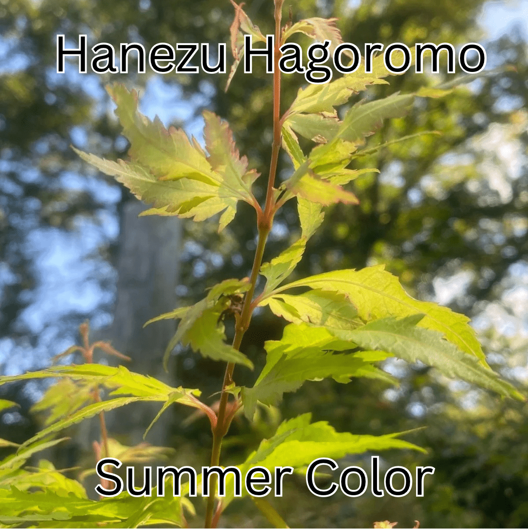 Acer palmatum 'Hanezu Hagoromo' Feather Leaf Japanese Maple - Maple Ridge Nursery