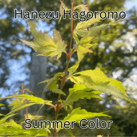 Thumbnail for Acer palmatum 'Hanezu Hagoromo' Feather Leaf Japanese Maple - Maple Ridge Nursery