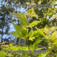 Thumbnail for Acer palmatum 'Hanezu Hagoromo' Feather Leaf Japanese Maple - Maple Ridge Nursery