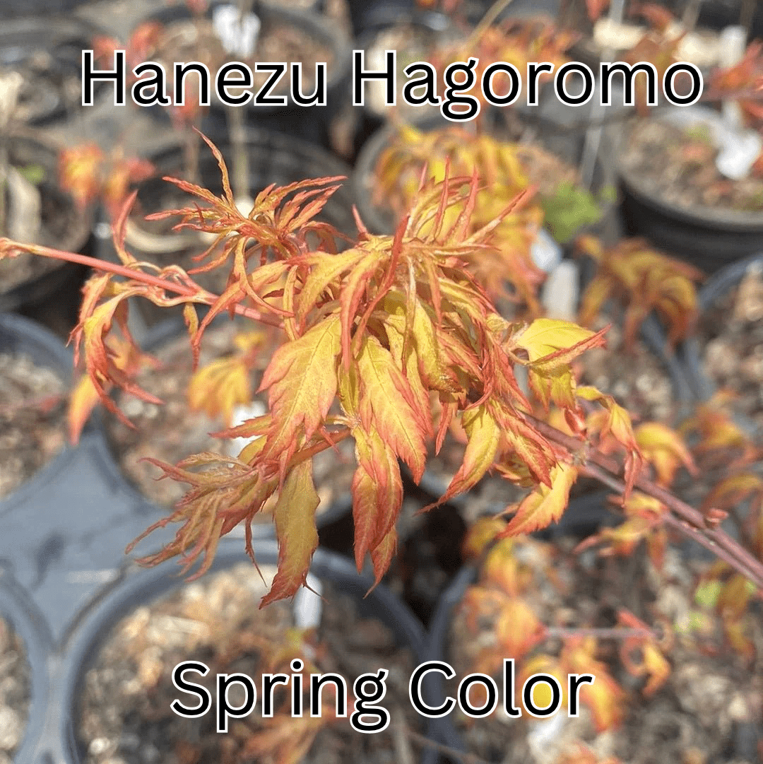 Acer palmatum 'Hanezu Hagoromo' Feather Leaf Japanese Maple - Maple Ridge Nursery