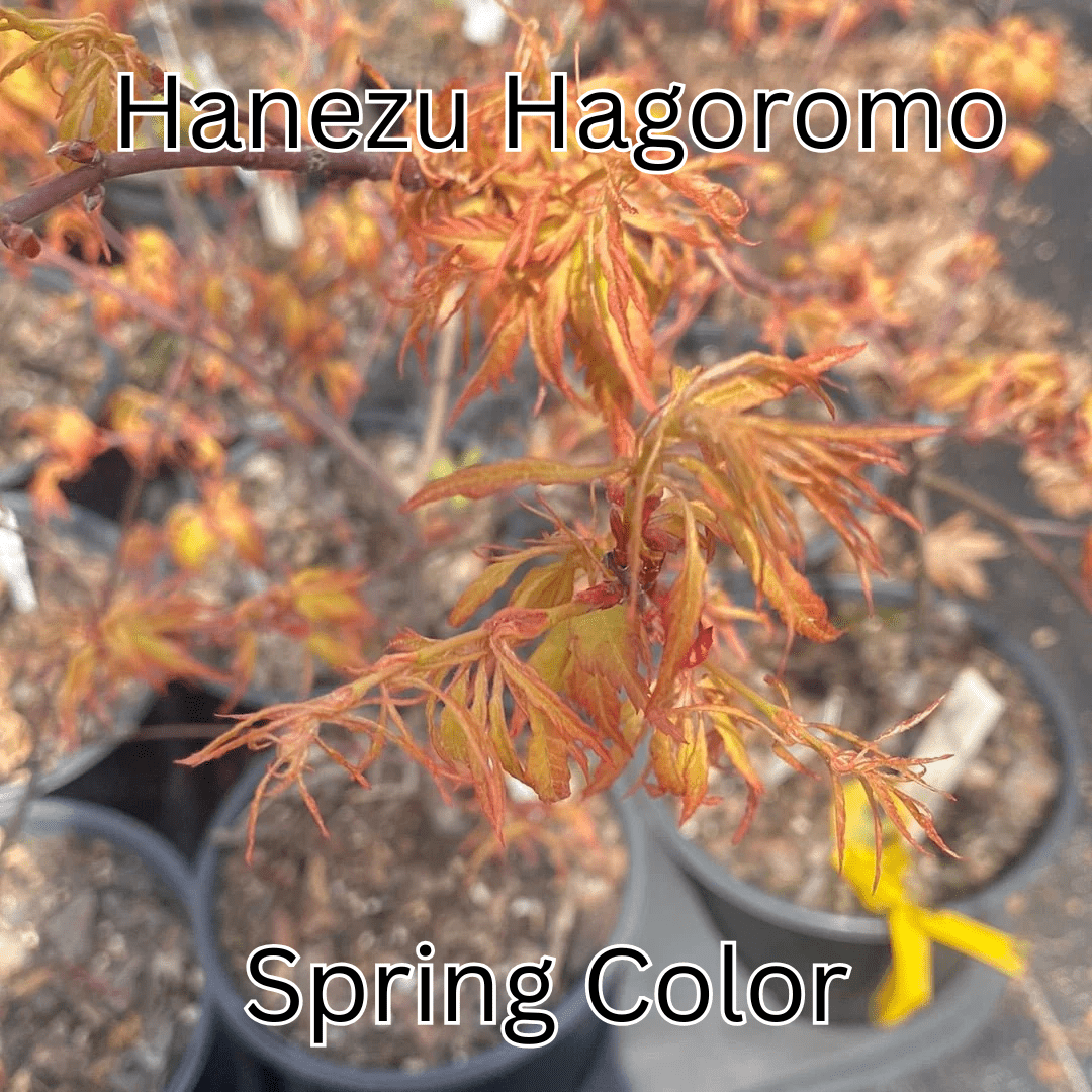 Acer palmatum 'Hanezu Hagoromo' Feather Leaf Japanese Maple - Maple Ridge Nursery