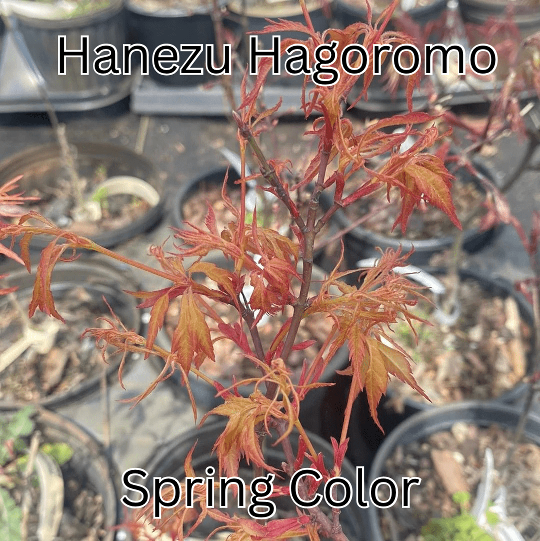 Acer palmatum 'Hanezu Hagoromo' Feather Leaf Japanese Maple - Maple Ridge Nursery