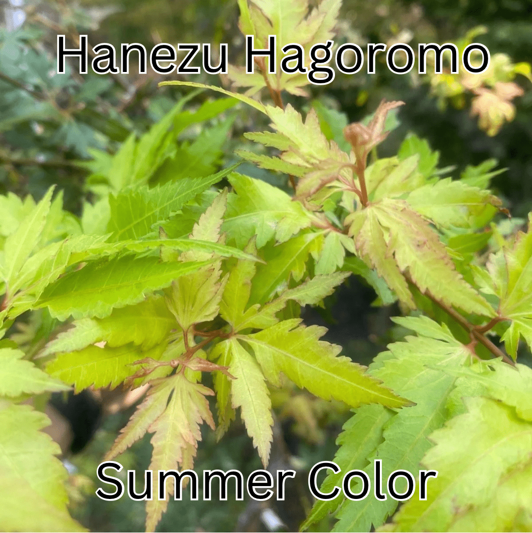 Acer palmatum 'Hanezu Hagoromo' Feather Leaf Japanese Maple - Maple Ridge Nursery