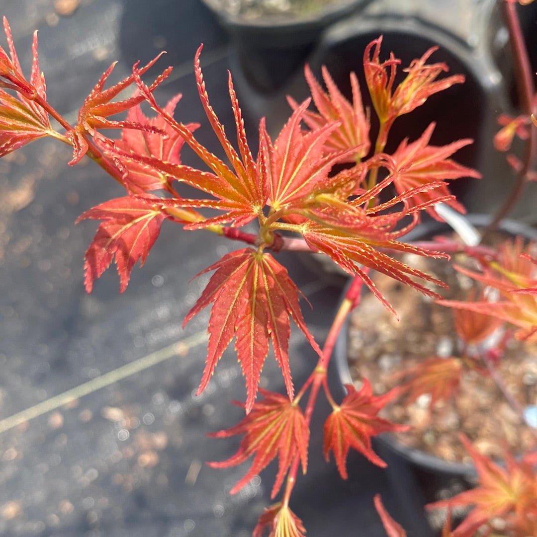 Acer palmatum 'Hino Tori Nishiki' Rare Japanese Maple - Maple Ridge Nursery