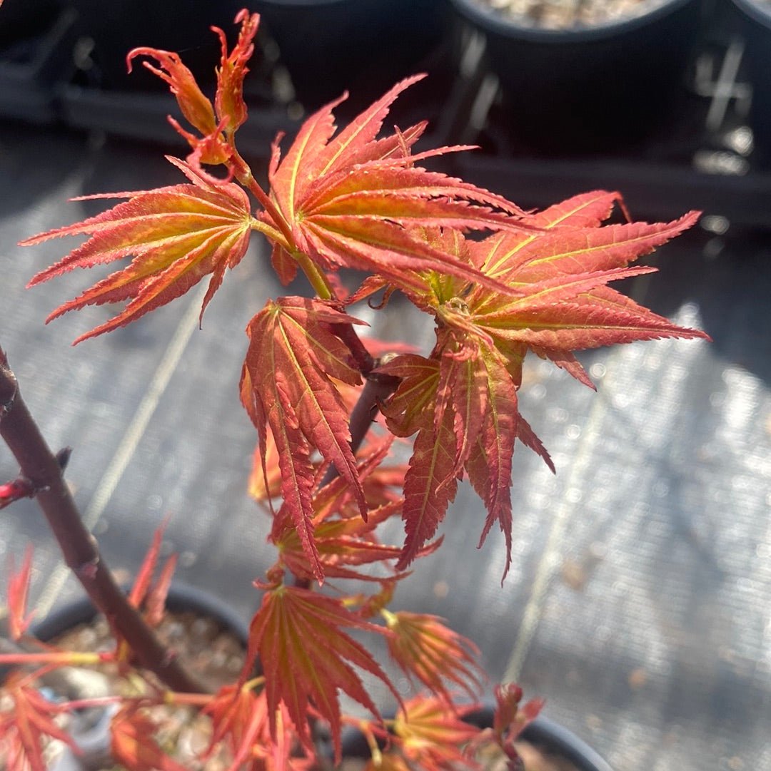 Acer palmatum 'Hino Tori Nishiki' Rare Japanese Maple - Maple Ridge Nursery