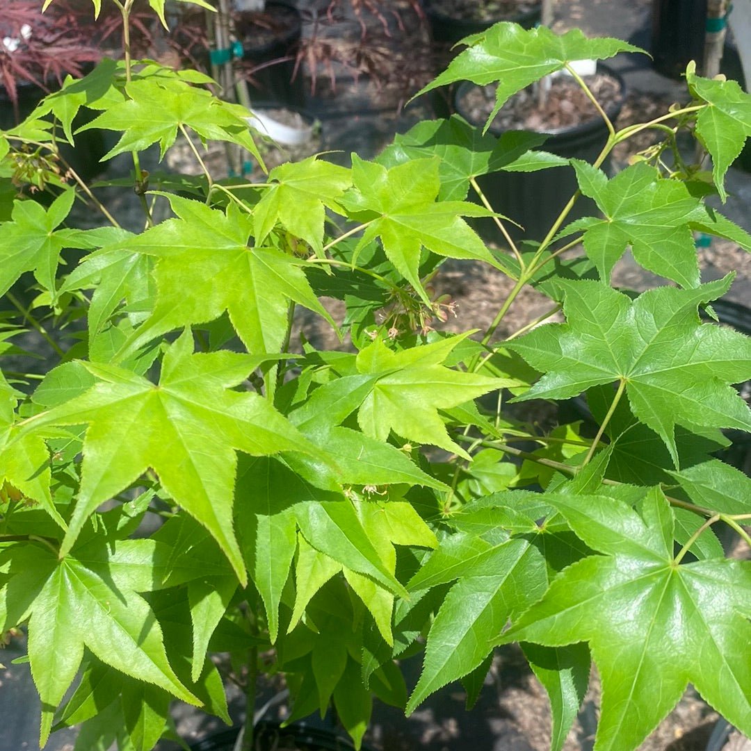 Acer palmatum 'Hogyoku' Green Japanese Maple - Maple Ridge Nursery