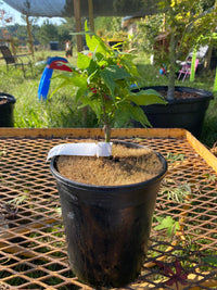 Thumbnail for Acer palmatum 'Japanese Princess' Dwarf Japanese Maple - Maple Ridge Nursery
