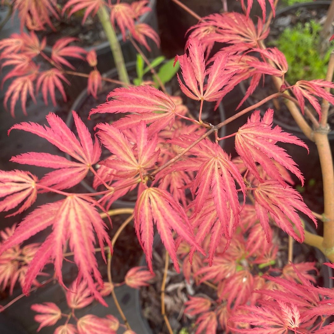 Acer palmatum 'Jedeloh Orange' - Maple Ridge Nursery