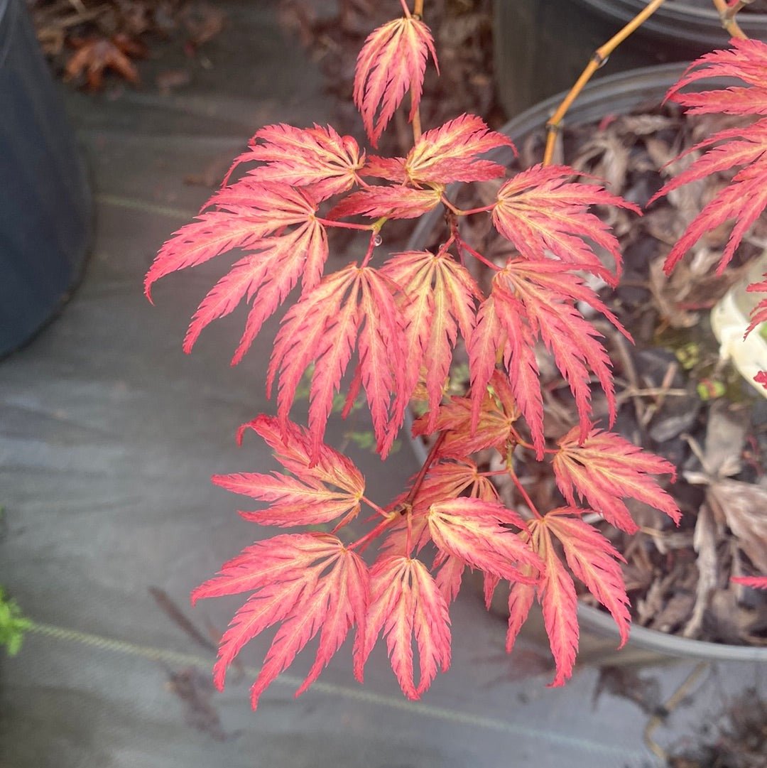 Acer palmatum 'Jedeloh Orange' - Maple Ridge Nursery