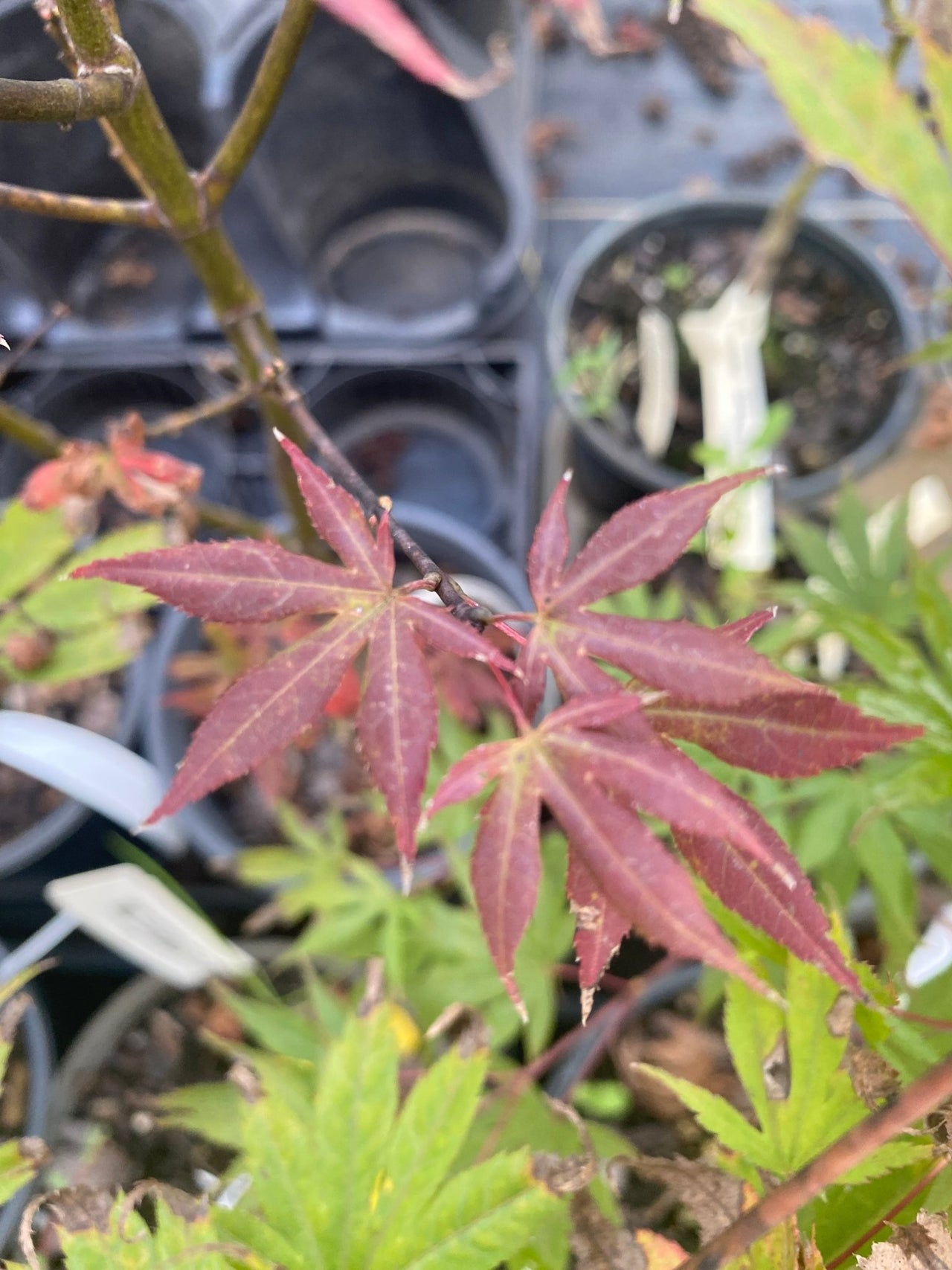 Acer palmatum 'Jim's Memory' - Maple Ridge Nursery