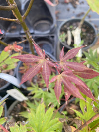 Thumbnail for Acer palmatum 'Jim's Memory' - Maple Ridge Nursery