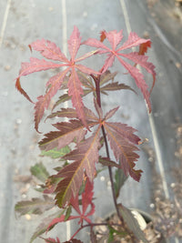 Thumbnail for Acer palmatum 'Jubilee' (Red) - Maple Ridge Nursery