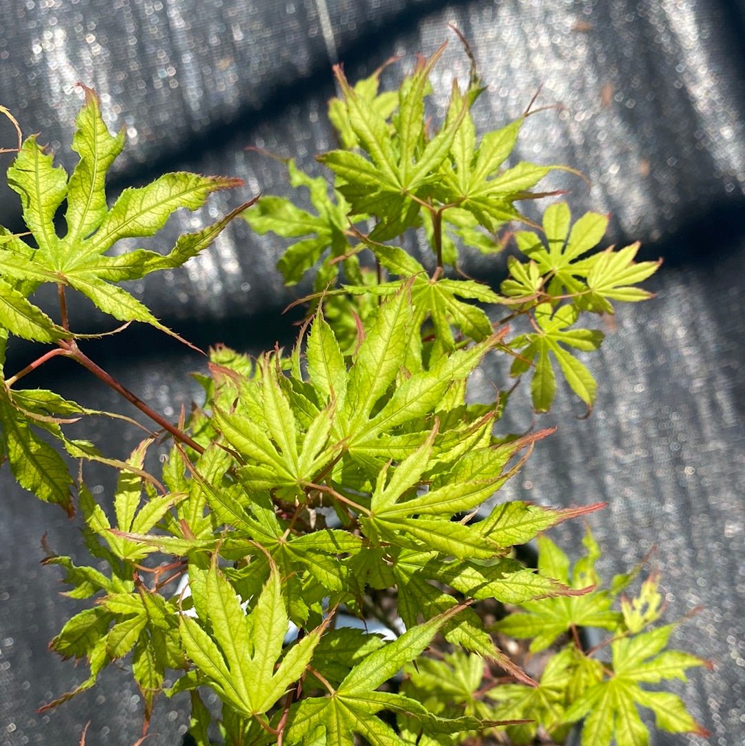 Acer palmatum 'Julia' Reticulated Japanese Maple - Maple Ridge Nursery