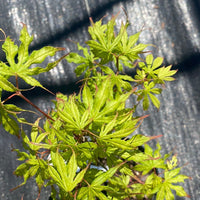 Thumbnail for Acer palmatum 'Julia' Reticulated Japanese Maple - Maple Ridge Nursery
