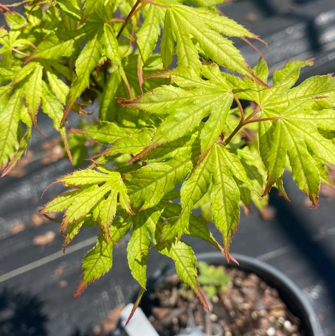 Acer palmatum 'Julia' Reticulated Japanese Maple - Maple Ridge Nursery