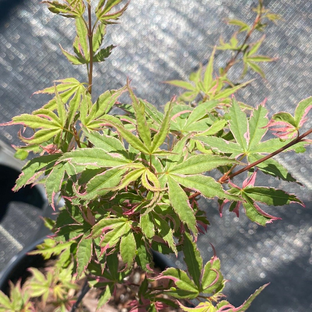 Acer palmatum 'Kara ori nishiki' Variegated Japanese Maple - Maple Ridge Nursery