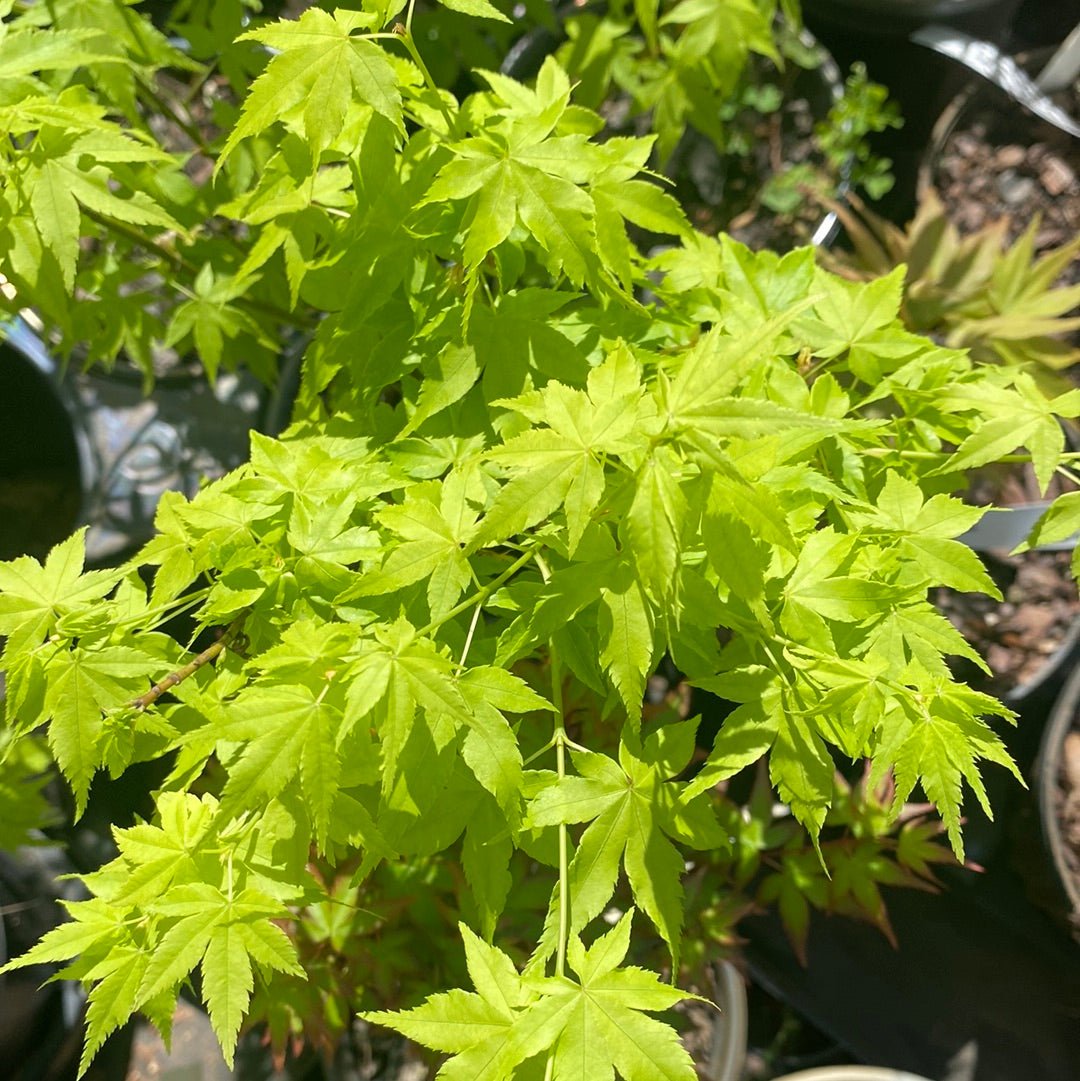 Acer palmatum 'Kawahara no midori' Green Bark Japanese Maple - Maple Ridge Nursery