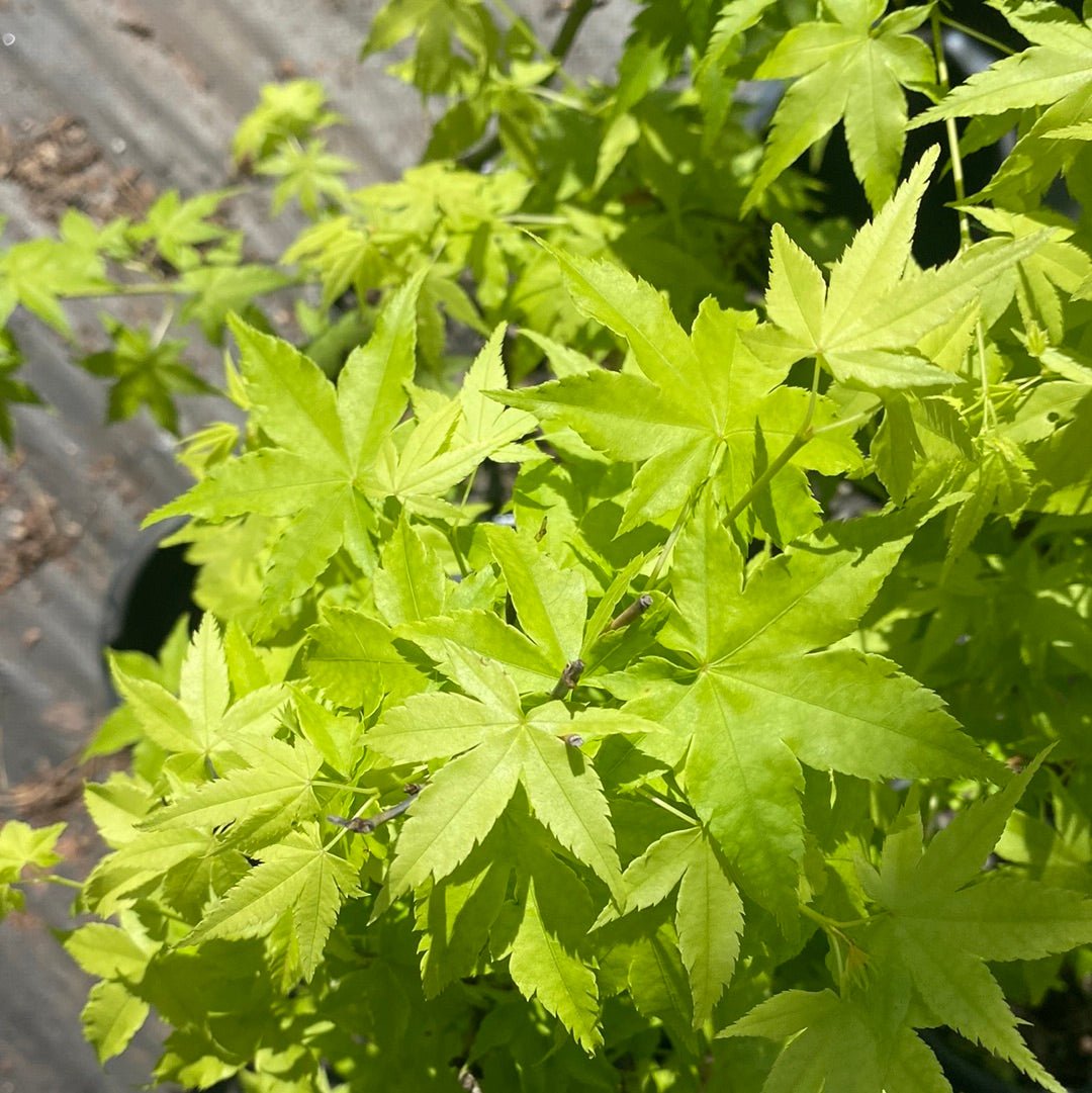 Acer palmatum 'Kawahara no midori' Green Bark Japanese Maple - Maple Ridge Nursery