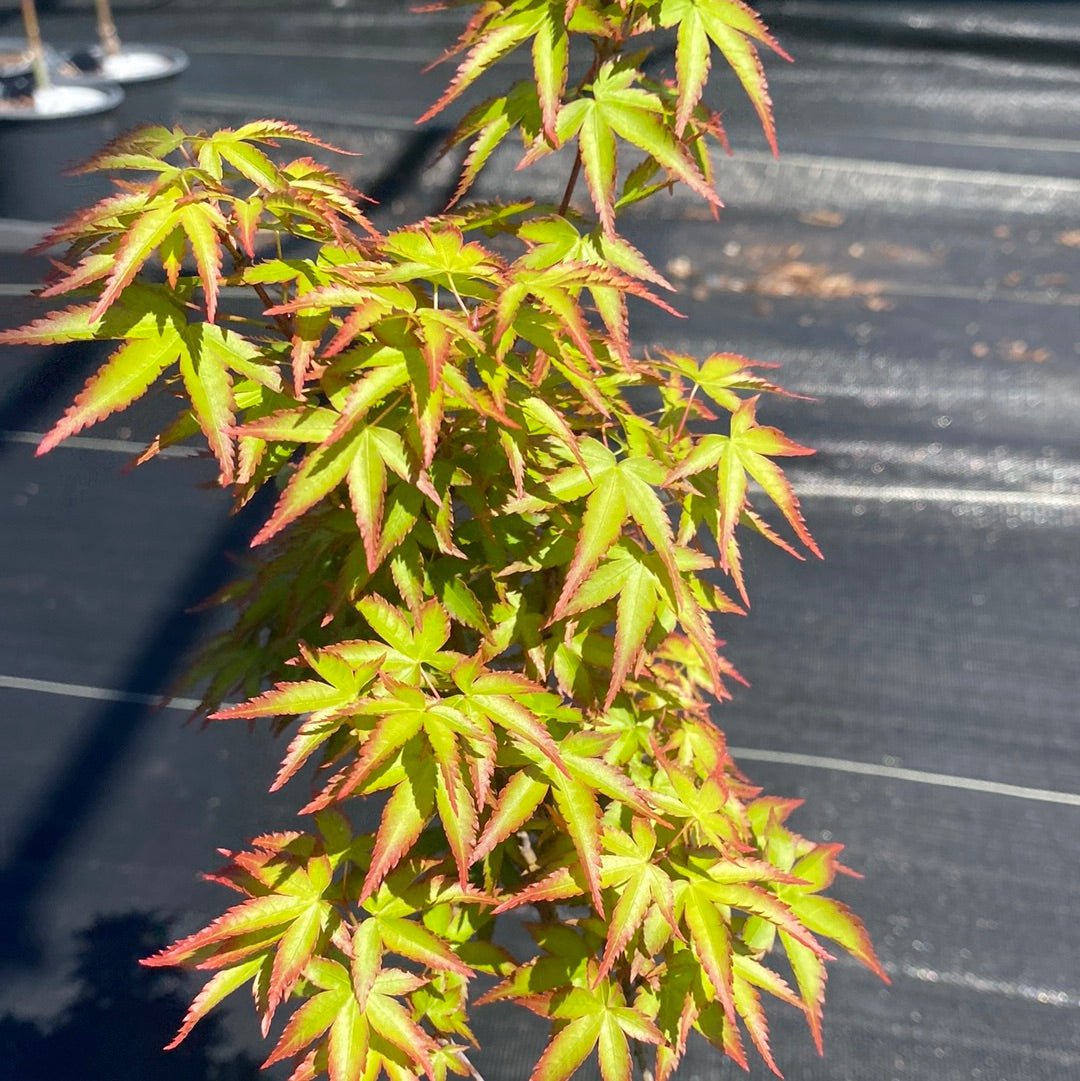Acer palmatum 'Kiyo hime' Dwarf Japanese Maple - Maple Ridge Nursery