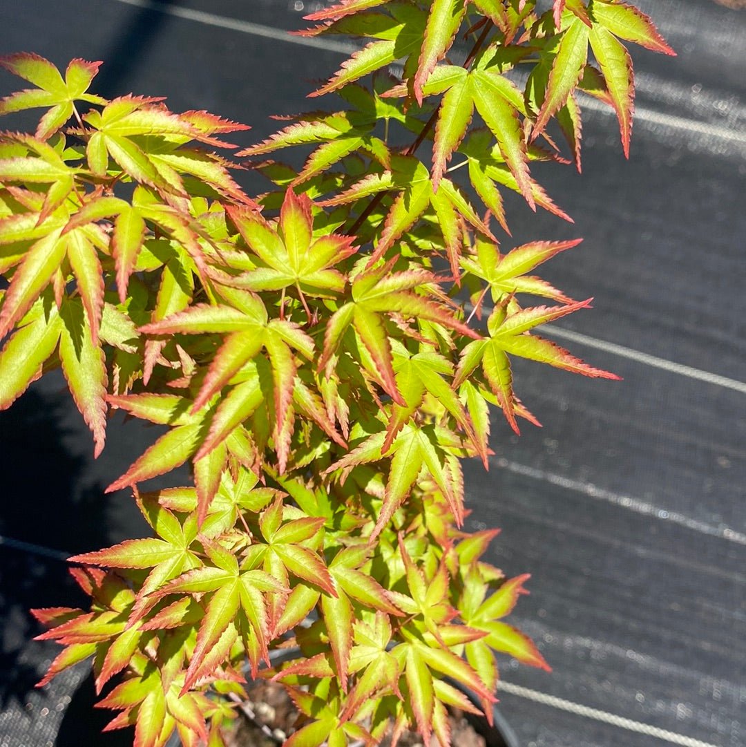 Acer palmatum 'Kiyo hime' Dwarf Japanese Maple - Maple Ridge Nursery