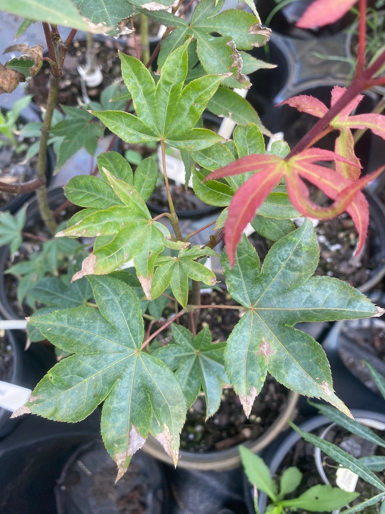 Acer palmatum 'Kokyo' - Maple Ridge Nursery