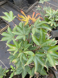 Thumbnail for Acer palmatum 'Kokyo' - Maple Ridge Nursery