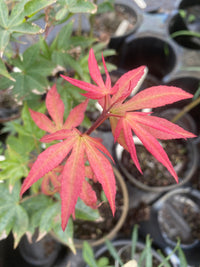 Thumbnail for Acer palmatum 'Kokyo' - Maple Ridge Nursery