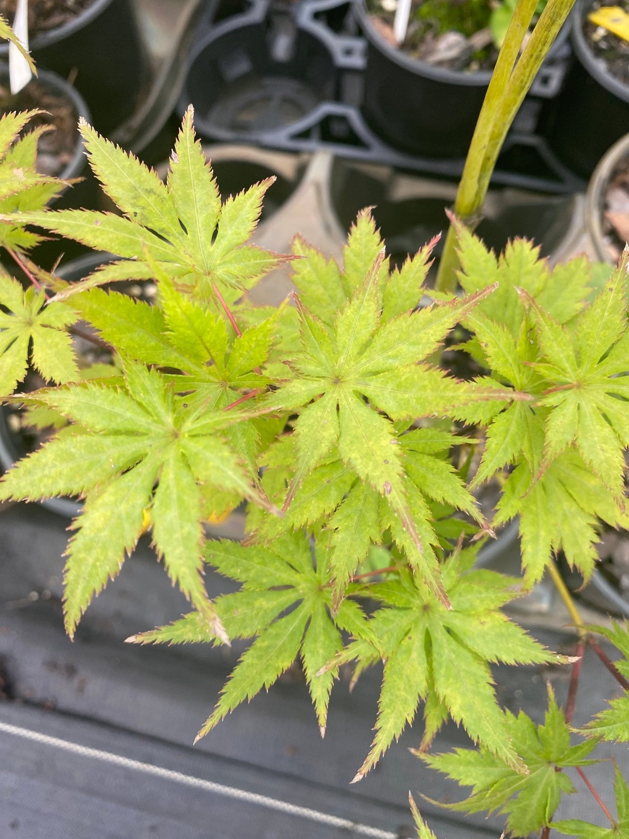 Acer palmatum 'Koyuki' Reticulated Japanese Maple - Maple Ridge Nursery