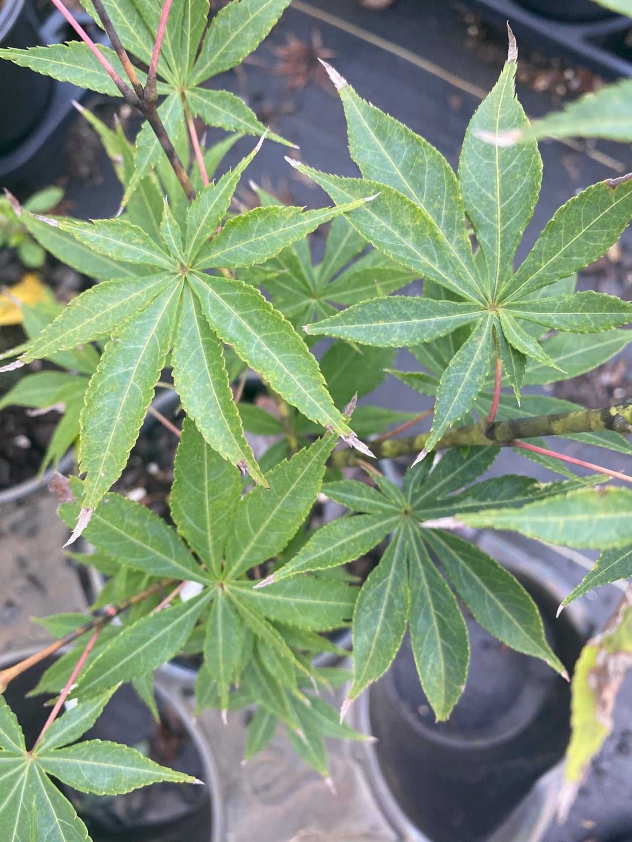 Acer palmatum 'Kurabu yama' Upright Japanese Maple - Maple Ridge Nursery