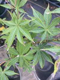 Thumbnail for Acer palmatum 'Kurabu yama' Upright Japanese Maple - Maple Ridge Nursery