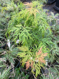 Thumbnail for Acer palmatum 'Lemon Lime Lace' Green Dwarf Japanese Maple - Maple Ridge Nursery