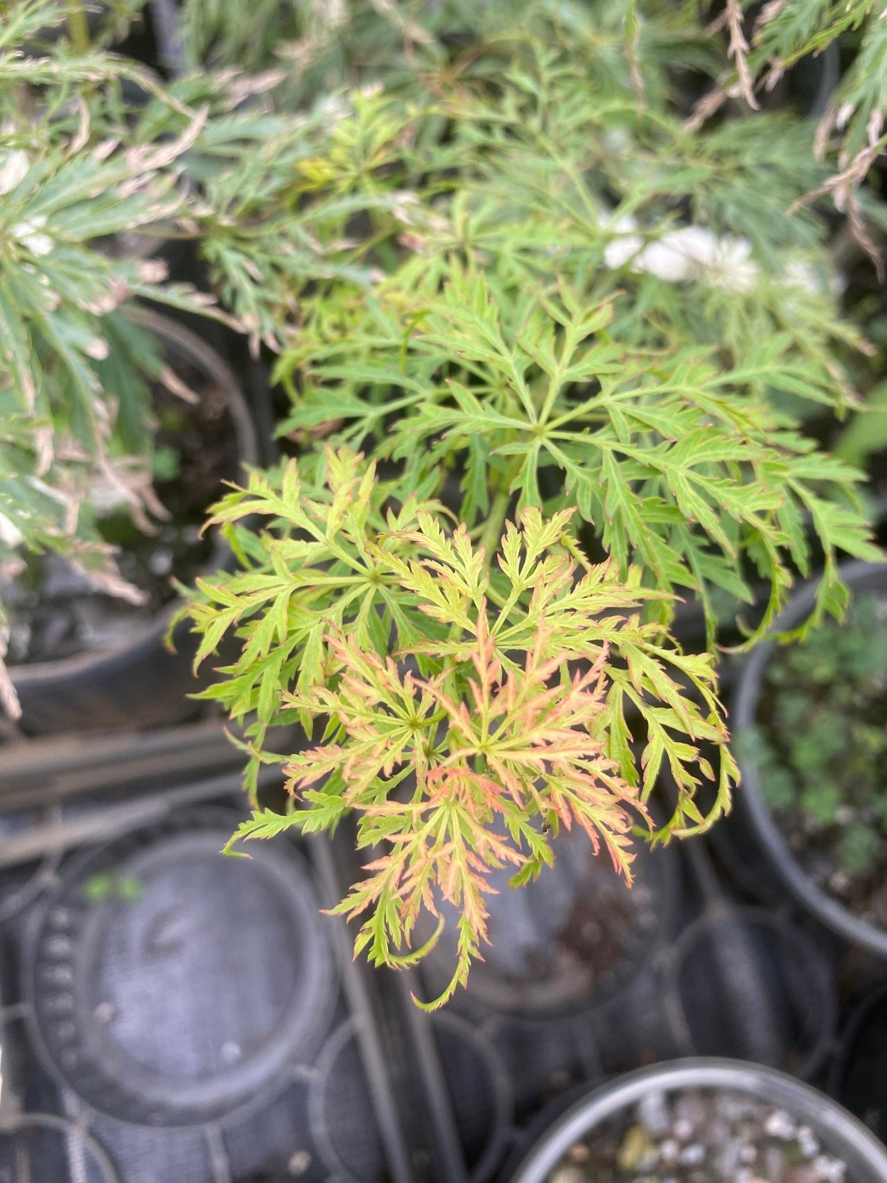 Acer palmatum 'Lemon Lime Lace' Green Dwarf Japanese Maple - Maple Ridge Nursery