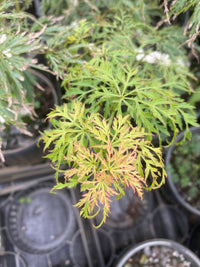 Thumbnail for Acer palmatum 'Lemon Lime Lace' Green Dwarf Japanese Maple - Maple Ridge Nursery