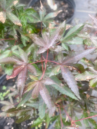 Thumbnail for Acer palmatum 'Little Red' Dwarf Japanese Maple - Maple Ridge Nursery