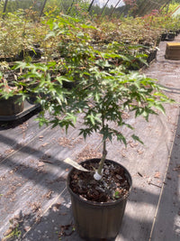 Thumbnail for Acer palmatum 'Margie Jenkins' Dwarf Japanese Maple - Maple Ridge Nursery