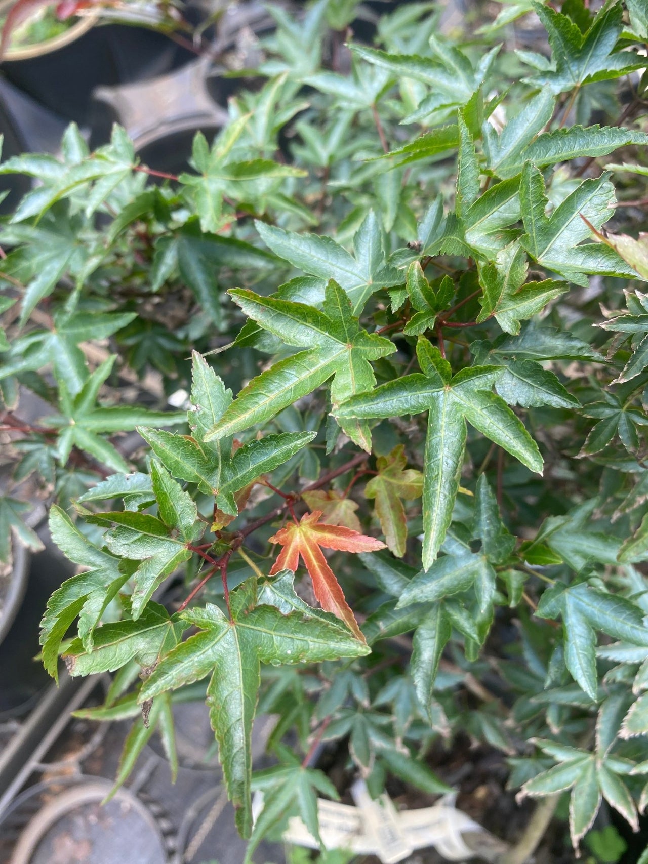 Acer palmatum 'Margie Jenkins' Dwarf Japanese Maple - Maple Ridge Nursery