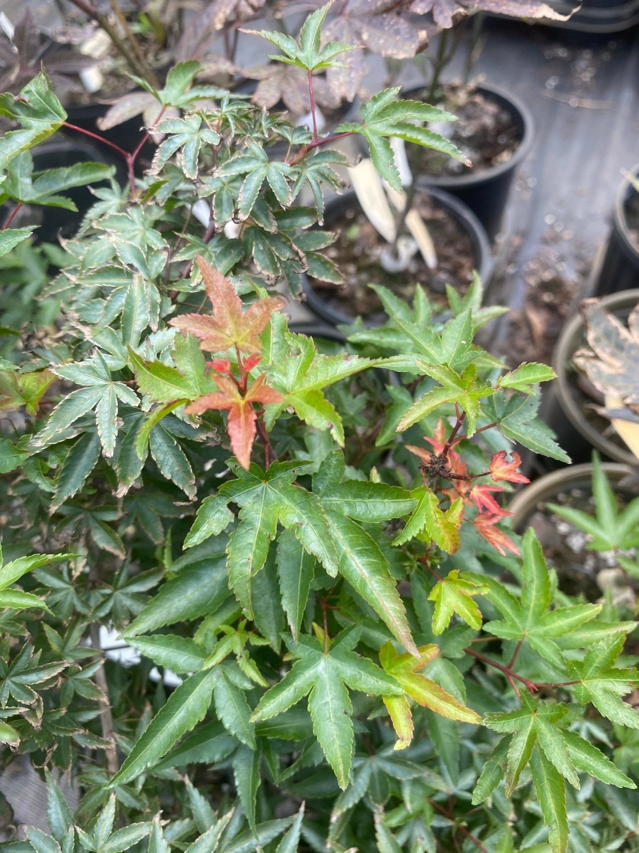 Acer palmatum 'Margie Jenkins' Dwarf Japanese Maple - Maple Ridge Nursery