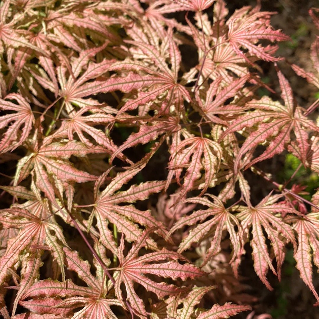 Acer palmatum 'Mikazuki' Reticulated Japanese maple (Pre-Order) - Maple Ridge Nursery