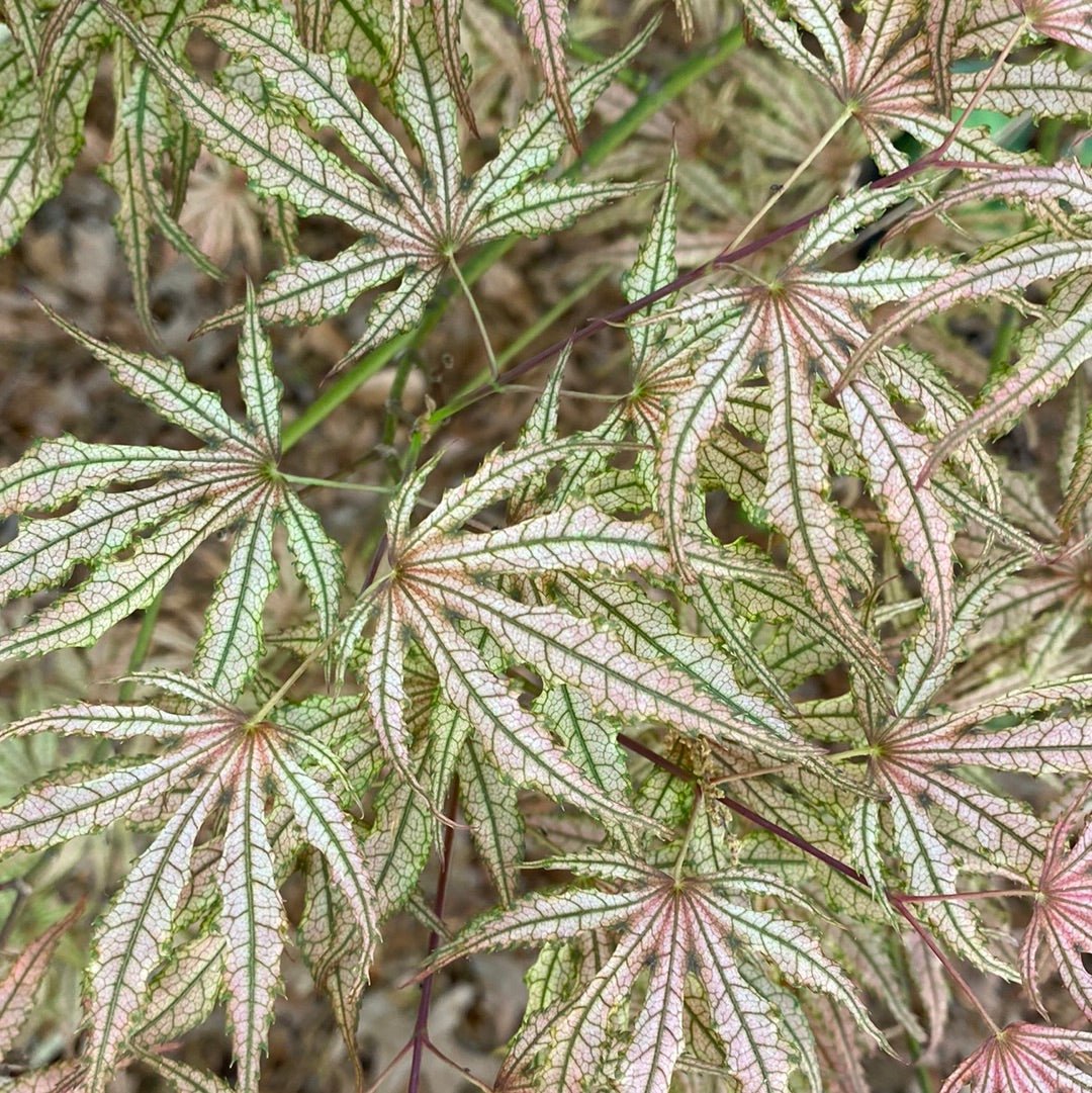 Acer palmatum 'Mikazuki' Reticulated Japanese maple (Pre-Order) - Maple Ridge Nursery