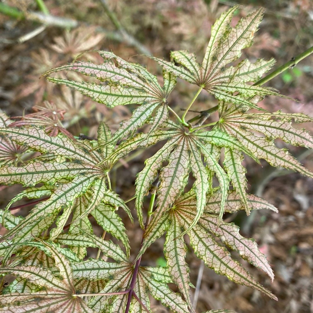 Acer palmatum 'Mikazuki' Reticulated Japanese maple (Pre-Order) - Maple Ridge Nursery