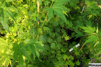 Thumbnail for Acer palmatum 'Mimaye' Green Japanese Maple - Maple Ridge Nursery