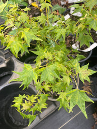 Thumbnail for Acer palmatum 'Mitsuba yama' - Maple Ridge Nursery