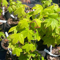 Thumbnail for Acer palmatum 'Mon zukushi' Green Japanese Maple - Maple Ridge Nursery