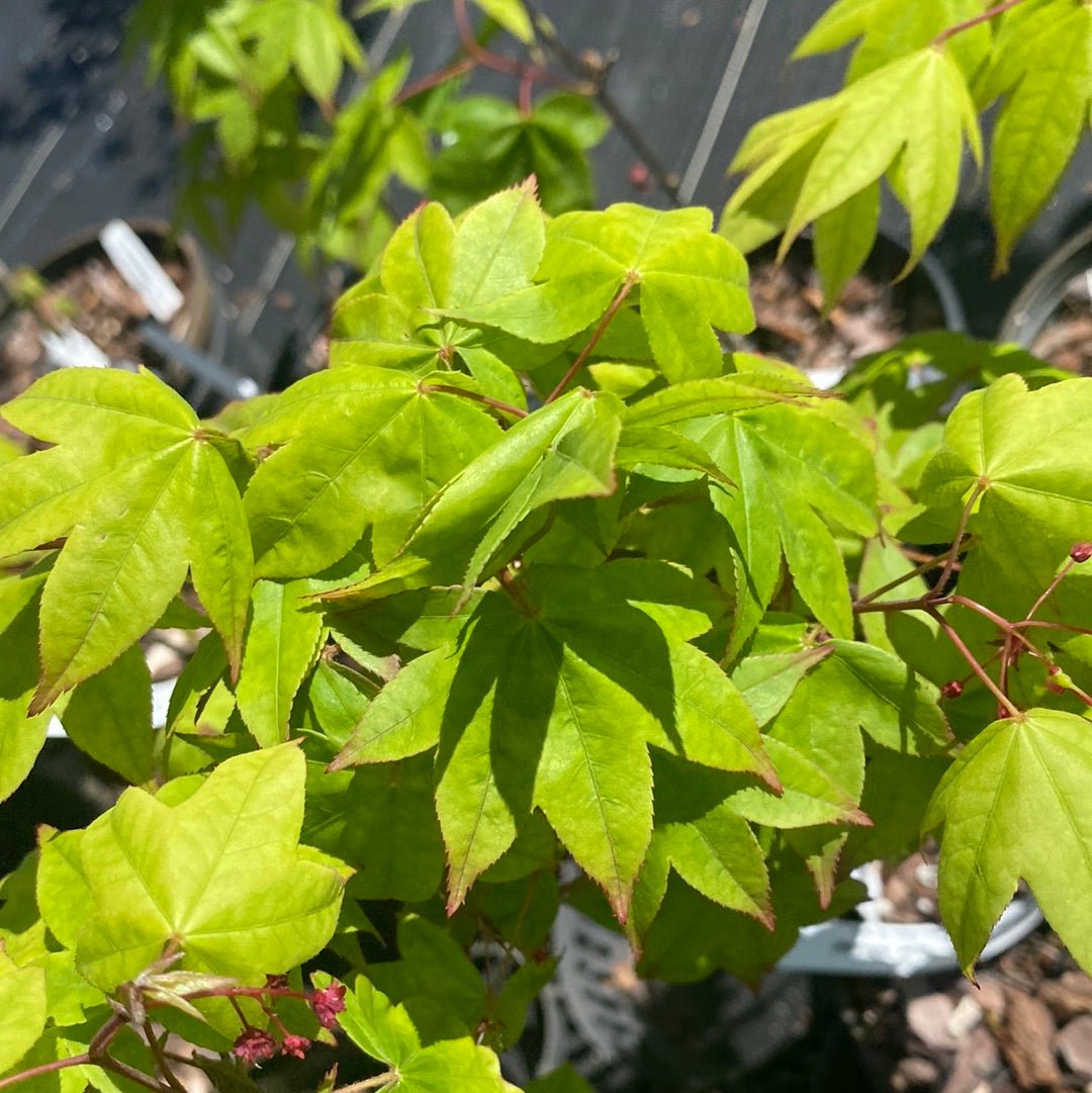 Acer palmatum 'Mon zukushi' Green Japanese Maple - Maple Ridge Nursery