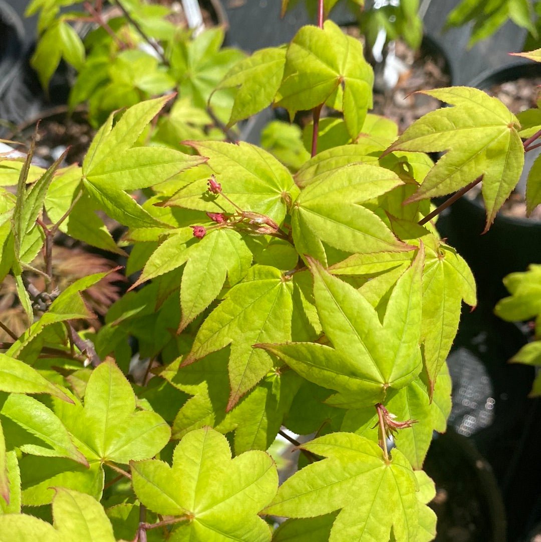 Acer palmatum 'Mon zukushi' Green Japanese Maple - Maple Ridge Nursery