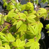 Thumbnail for Acer palmatum 'Mon zukushi' Green Japanese Maple - Maple Ridge Nursery